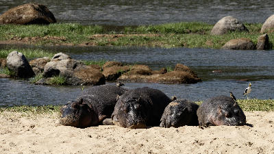 Hippo family resting on a sandy bank beside the Great Ruaha River in Ruaha National Park, Tanzania.