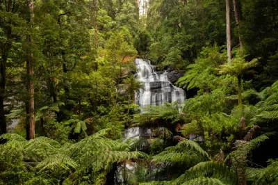 Multi-tiered Triplet Falls surrounded by lush tree ferns and tall forest in Great Otway National Park, Victoria.
