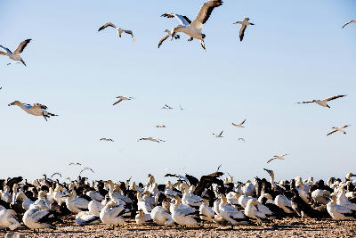 Large colony of Cape gannets with birds in flight above Bird Island near Lambert's Bay on South Africa's West Coast.