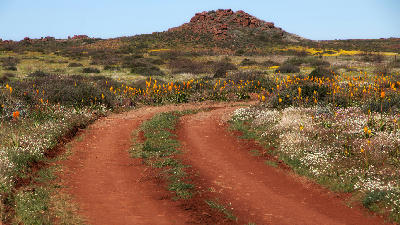 Red dirt road passing through wildflowers and flowering aloes in the Namaqualand landscape of South Africa.