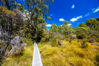 Narrow boardwalk on the Frenchmans Cap Track through native vegetation in western Tasmania.