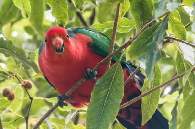 Female Australian king parrot with bright red plumage and green wings perched among leafy branches at Green Patch.