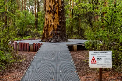 Base of Gloucester Tree with metal climbing pegs and safety signage in the karri forest near Pemberton, Western Australia.
