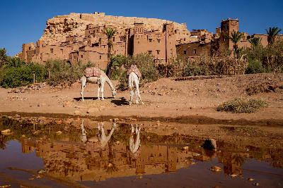 Camels standing beside the river below Aït Benhaddou in Morocco with the ancient earthen ksar reflected in the water.