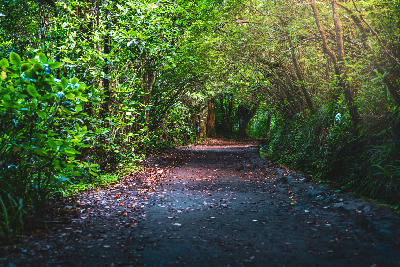 Natural woodland tunnel along the Levada do Caldeirão Verde hiking trail in Madeira’s laurel forest, Portugal.