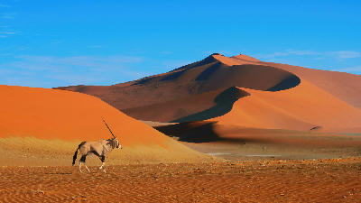 Oryx crossing the Namib Desert beneath towering red sand dunes in Namibia.
