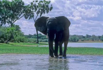 African elephant crossing the Rufiji River in Nyerere National Park, Tanzania.