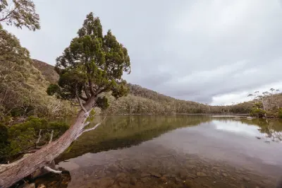 Calm waters of Lake Dobson surrounded by pandani and native highland vegetation in Mount Field National Park, Tasmania.