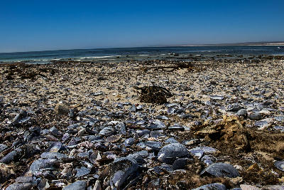 Shell-covered beach near Elands Bay on South Africa's West Coast, with Atlantic Ocean waves, scattered kelp and rocky shoreline visible in the distance.