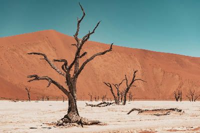 Dark dead camel thorn trees rising from the white clay floor of Deadvlei with massive orange sand dunes and clear blue sky in the background.