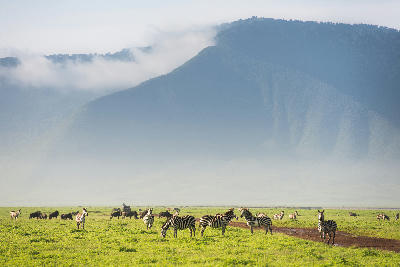 Zebras grazing on the grasslands of the Ngorongoro Crater floor with the forested crater walls rising behind them in Tanzania.