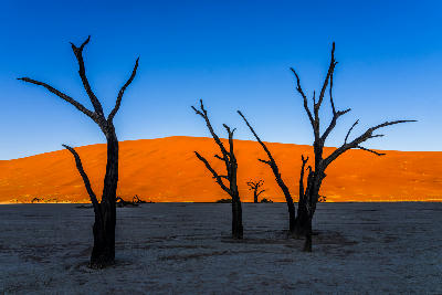Black silhouettes of ancient dead camel thorn trees rising from the Deadvlei clay pan with bright orange sand dunes and dark blue sky in Namibia.