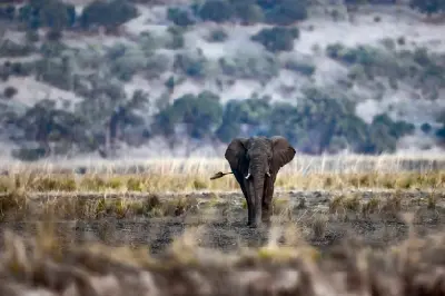 Lone African elephant walking across the Chobe floodplains in Chobe National Park, Botswana.