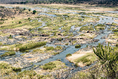 Elevated view of the Olifants River and its braided channels in Kruger National Park, South Africa.
