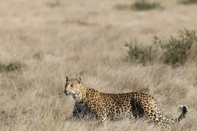 Young female leopard (Panthera pardus) walking through long grass in the Central Kalahari Game Reserve, Botswana.