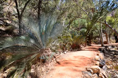 Large, spiky green MacDonnell Ranges cycads border a reddish dirt walking path shaded by gum trees under a bright blue sky at Simpsons Gap or Rungutjirpa.