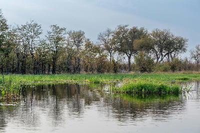 Trees and papyrus reeds along the Khwai River in Moremi Game Reserve, Okavango Delta, Botswana.