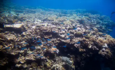 School of blue fish swimming over a broad coral reef at Agincourt Reefs, Great Barrier Reef, Queensland, Australia.