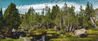 Pencil pines, mossy alpine wetlands and dark pools at the Pool of Bethesda in Walls of Jerusalem National Park, Tasmania.