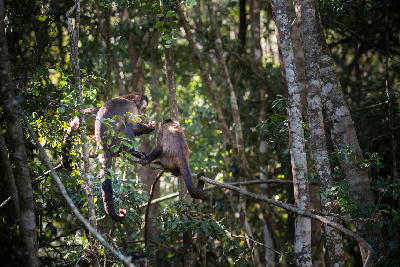 Monkeys perched on tree branches within the indigenous forest canopy of the Knysna Forests, Garden Route, South Africa.