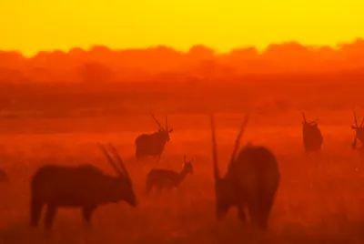 Silhouetted gemsbok and springbok standing in the golden sunset light of Deception Valley in the Central Kalahari Game Reserve, Botswana.