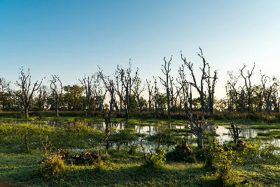 Sunrise over Paradise Pools near Xakanaxa, with flooded woodland and dead leadwood trees in Moremi Game Reserve, Botswana.