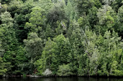 Dense temperate rainforest rising from the banks of the Gordon River in western Tasmania, Australia.