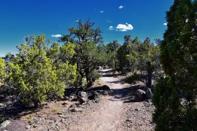 Rocky hiking trail winding through juniper woodland beneath a clear blue sky in Escalante Petrified Forest State Park.