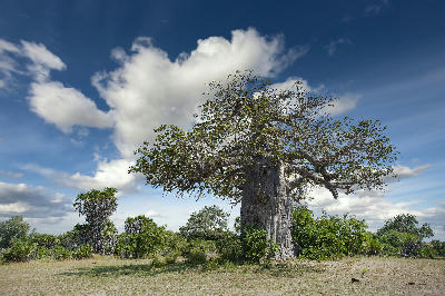 Large baobab tree rising above the savannah in Nyerere National Park, Tanzania.