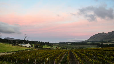 Early morning view of vineyards and rolling agricultural landscapes in the Hemel-en-Aarde Valley with soft sunrise colors and mountain backdrops in the Western Cape, South Africa.