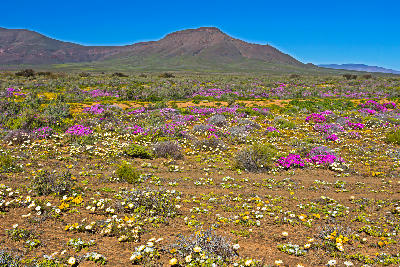 Spring wildflowers bloom across the Tankwa Karoo, with colourful desert vegetation spreading across the plains beneath rugged mountain ridges.