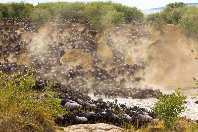 Thousands of wildebeest descending the steep banks of the Mara River during the Great Migration in northern Serengeti National Park, Tanzania.
