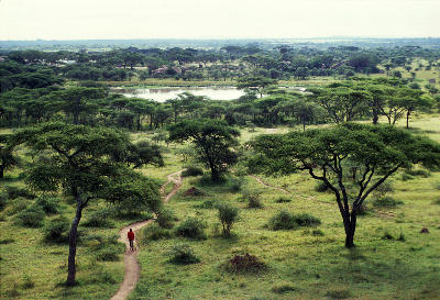 Acacia trees, open grassland and a seasonal waterhole in Seronera Valley, central Serengeti National Park, Tanzania.