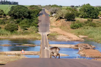Waterbuck crossing a road above the Crocodile River near Crocodile Bridge Gate in Kruger National Park, South Africa.