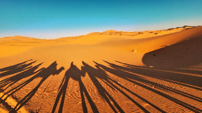 Camel caravan shadows across sand dunes in the Sahara Desert near Erg Chebbi, Morocco.