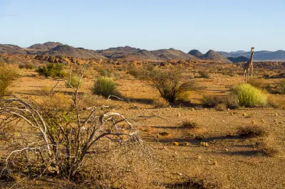 Cape giraffe in the semi-desert landscapes of Augrabies Falls National Park surrounded by granite hills and dry vegetation.