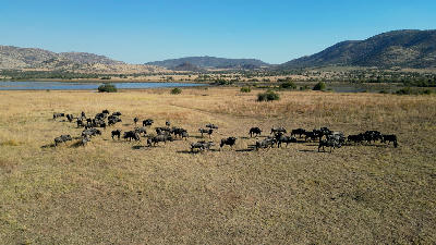 Herd of blue wildebeest on open grassland in Pilanesberg National Park with hills and wetlands in the background.