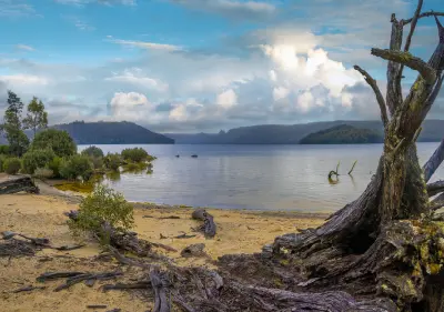 Sandy Frankland Beaches with weathered trees along Lake St Clair in Tasmania, Australia.
