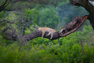 Leopard resting on a fallen tree in the southern region of Kruger National Park, South Africa.