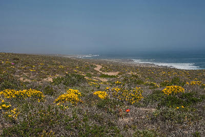 Wildflower-covered coastal landscape above the Atlantic Ocean at Green River Mouth in Namaqua National Park.