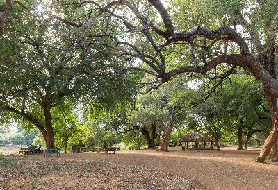 Large riverine trees providing shade at Pafuri Picnic Site in northern Kruger National Park.