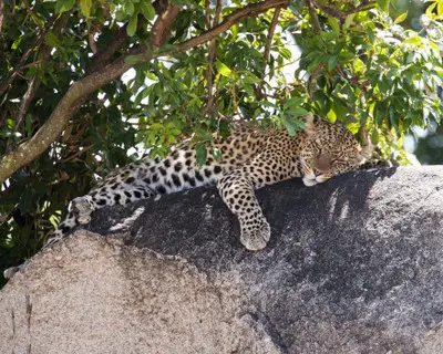 Leopard resting on a granite kopje at Moru Kopjes in Serengeti National Park, Tanzania.