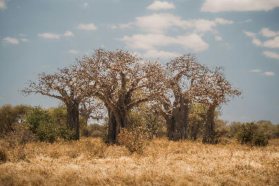 Ancient baobab trees in the open savanna of Baobab Valley, Tarangire National Park, Tanzania.