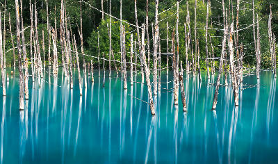Dead tree trunks reflected in turquoise Blue Pond water in Biei Hokkaido Japan