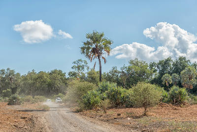Makalani palm beside a gravel road leading to Crooks Corner in northern Kruger National Park.