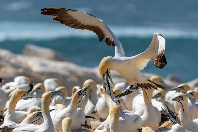 Cape gannet with wings outstretched among a breeding colony on Bird Island Nature Reserve, South Africa.