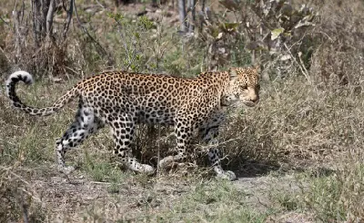 Female leopard (Panthera pardus) walking across dry grassland in the Savuti Marsh area of Chobe National Park, Botswana.