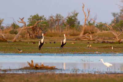 Pair of wattled cranes standing beside a floodplain pool in Moremi Game Reserve, Botswana.