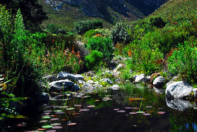Lily-covered pond surrounded by indigenous fynbos plants and mountain slopes in Harold Porter National Botanical Garden near Betty’s Bay, South Africa.