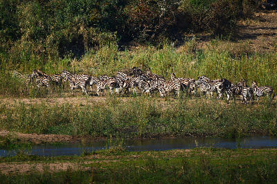Herd of Burchell's zebras gathered along the grassy banks of the Sabie River in southern Kruger National Park.